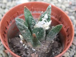 Ariocarpus bravoanus El Ňuňez pot 5,5 cm - 12401214