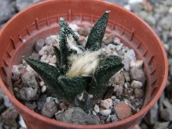 Ariocarpus bravoanus El Ňuňez pot 5,5 cm - 12401215