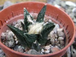 Ariocarpus bravoanus El Ňuňez pot 5,5 cm