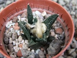 Ariocarpus bravoanus El Ňuňez pot 5,5 cm - 12401217