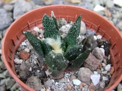 Ariocarpus bravoanus El Ňuňez pot 5,5 cm - 12401218