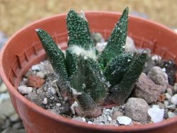 Ariocarpus bravoanus El Ňuňez pot 5,5 cm - 12401219