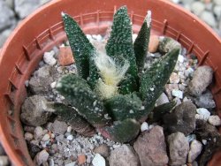 Ariocarpus bravoanus El Ňuňez pot 5,5 cm - 12401220