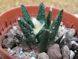 Ariocarpus bravoanus El Ňuňez pot 5,5 cm