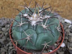 Coryphantha poselgeriana, pot 6,5 cm