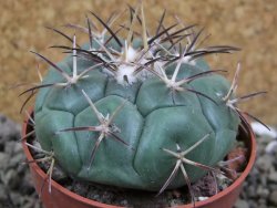 Coryphantha poselgeriana, pot 6,5 cm - 12401223