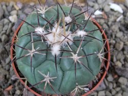 Coryphantha poselgeriana, pot 6,5 cm - 12401224