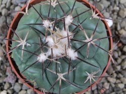 Coryphantha poselgeriana, pot 6,5 cm - 12401225