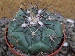 Coryphantha poselgeriana, pot 6,5 cm - 12401226