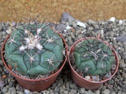 Coryphantha poselgeriana, pot 6,5 cm - 12401227