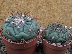 Coryphantha poselgeriana, pot 6,5 cm - 12401228