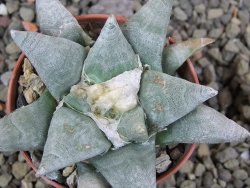 Ariocarpus retusus SB 68 Coronel, SLP, pot 5,5 cm cites IA - 12401230