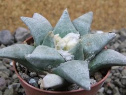 Ariocarpus retusus SB 68 Coronel, SLP, pot 5,5 cm cites IA - 12401231