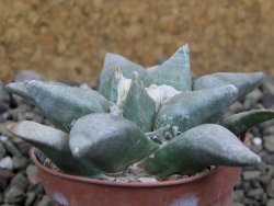 Ariocarpus retusus SB 68 Coronel, SLP, pot 5,5 cm cites IA - 12401232