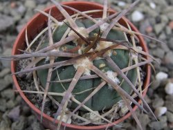 Gymnocalycium armatum, pot 5,5 cm - 12401233