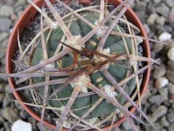 Gymnocalycium armatum, pot 5,5 cm - 12401234