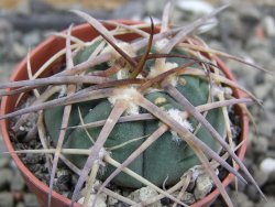 Gymnocalycium armatum, pot 5,5 cm - 12401235