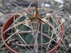 Gymnocalycium armatum, pot 5,5 cm