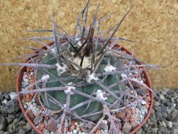 Gymnocalycium armatum LH 1431 Paicho centro Tarija, pot 10,5 cm