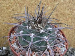 Gymnocalycium armatum LH 1431 Paicho centro Tarija, pot 10,5 cm - 12401238