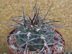 Gymnocalycium armatum LH 1431 Paicho centro Tarija, pot 10,5 cm - 12401239