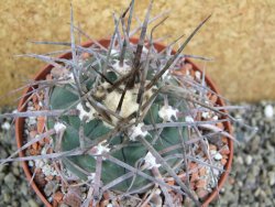 Gymnocalycium armatum LH 1431 Paicho centro Tarija, pot 10,5 cm - 12401240