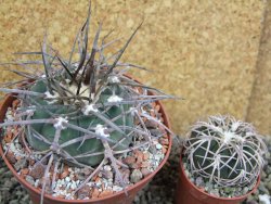 Gymnocalycium armatum LH 1431 Paicho centro Tarija, pot 10,5 cm - 12401241