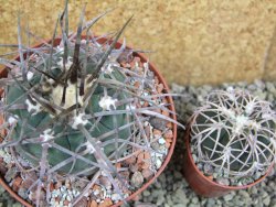 Gymnocalycium armatum LH 1431 Paicho centro Tarija, pot 10,5 cm - 12401242