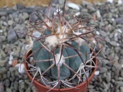 Echinocactus horizonthalonius, pot 5,5 cm