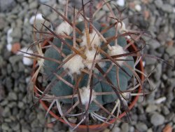 Echinocactus horizonthalonius, pot 5,5 cm - 12401244