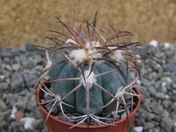 Echinocactus horizonthalonius, pot 5,5 cm - 12401245