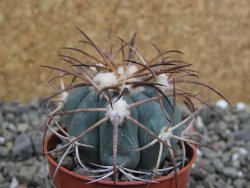 Echinocactus horizonthalonius, pot 5,5 cm - 12401246