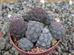 Puna bonniae pot 5,5 cm - 12401248