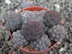 Puna bonniae pot 5,5 cm - 12401249