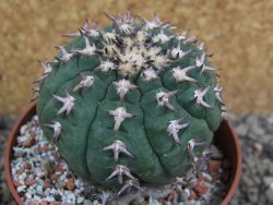 Gymnocalycium spegazzinii unguispinum SL 44b, pot 8,5 cm - 12401251