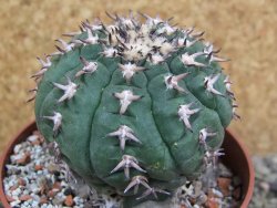 Gymnocalycium spegazzinii unguispinum SL 44b, pot 8,5 cm - 12401252