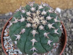 Gymnocalycium spegazzinii unguispinum SL 44b, pot 8,5 cm