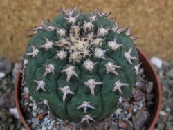 Gymnocalycium spegazzinii unguispinum SL 44b, pot 8,5 cm - 12401254