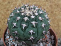 Gymnocalycium spegazzinii unguispinum SL 44b, pot 8,5 cm - 12401255