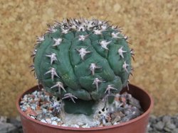 Gymnocalycium spegazzinii unguispinum SL 44b, pot 8,5 cm - 12401256