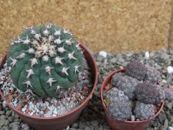 Gymnocalycium spegazzinii unguispinum SL 44b, pot 8,5 cm - 12401257