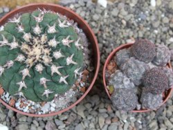 Gymnocalycium spegazzinii unguispinum SL 44b, pot 8,5 cm - 12401258