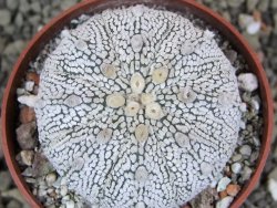 Astrophytum X Super Kabuto pot 6,5 cm - 12401260