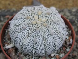 Astrophytum X Super Kabuto pot 6,5 cm - 12401262