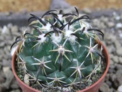 Coryphantha tripugionacantha PP1012 Tepetatita, Zac. pot 5,5 cm - 12401263