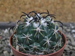 Coryphantha tripugionacantha PP1012 Tepetatita, Zac. pot 5,5 cm