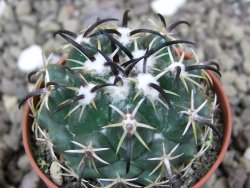 Coryphantha tripugionacantha PP1012 Tepetatita, Zac. pot 5,5 cm - 12401265