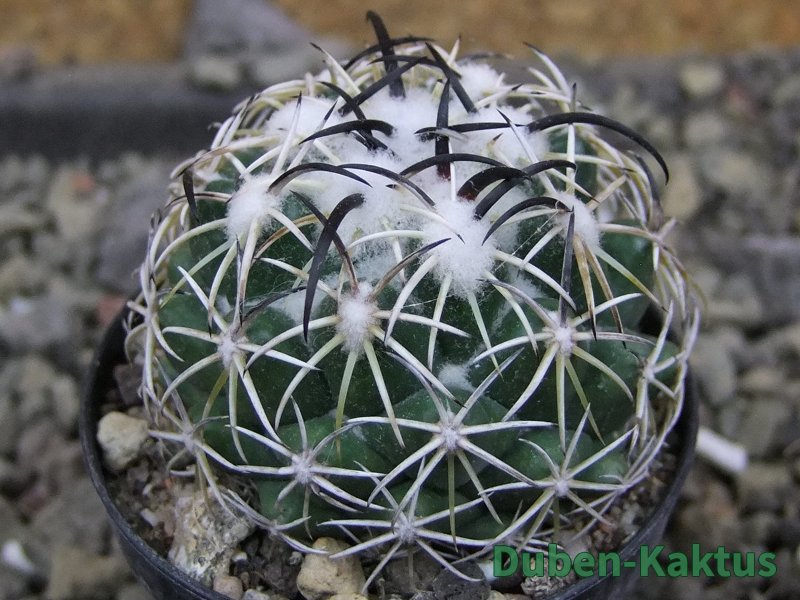 Coryphantha tripugionacantha PP1012 Tepetatita, Zac. pot 5,5 cm