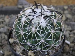 Coryphantha tripugionacantha PP1012 Tepetatita, Zac. pot 5,5 cm