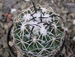 Coryphantha tripugionacantha PP1012 Tepetatita, Zac. pot 5,5 cm - 12401267